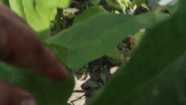 Дачный блогПоречье