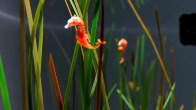 Canon PowerShot Sx50 HS Video Test | Monterey Bay Aquarium смотреть онлайн