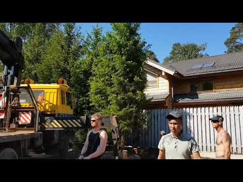 Посадка Ёлок с помощью манипулятора смотреть онлайн