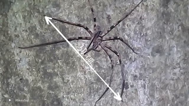 Если Вы Боитесь Пауков, не Смотрите это смотреть онлайн