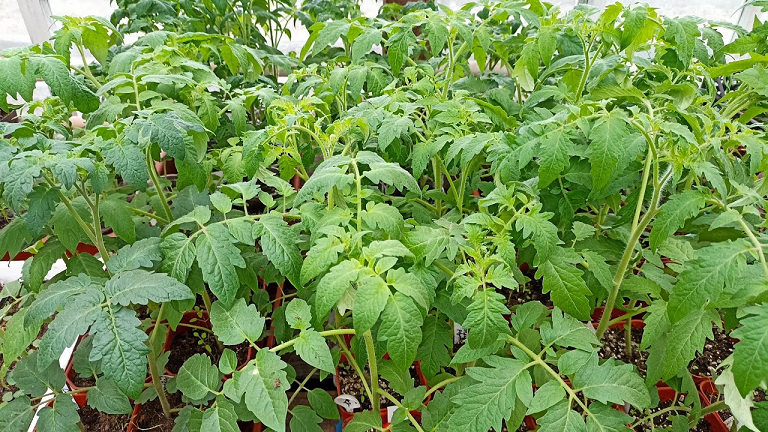 Обзор рассады томатов на 13 апреля. смотреть онлайн