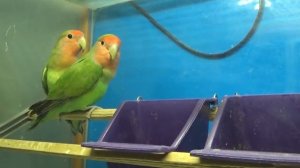 всё про неразлучников