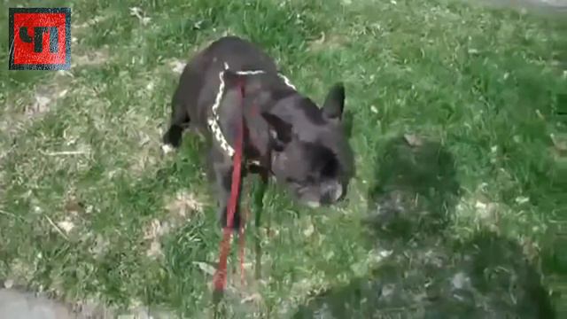 Прошу вас не Ржите с моей Собаки с каждым может произойти! смотреть онлайн