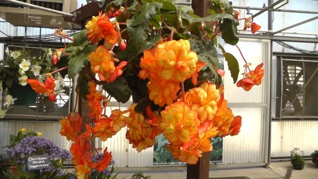 AmeriHybrid® Begonias - Picotee On Top - BegoniaBulbs.com смотреть онлайн