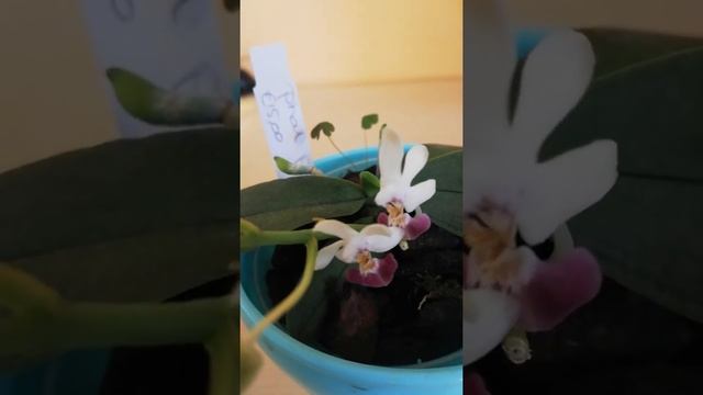 Открылся 2 бутончик у PHALAENOPSIS-a PARISHII. смотреть онлайн