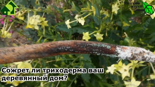 Как понять, защищен ли ВАШ УЧАСТОК от болезней? Защищена почва от болезней? Съест ли триха ваш дом?