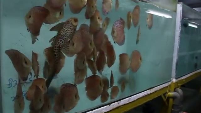 Discus Feeding skill at Lucky Tropical fish farm 2 смотреть онлайн