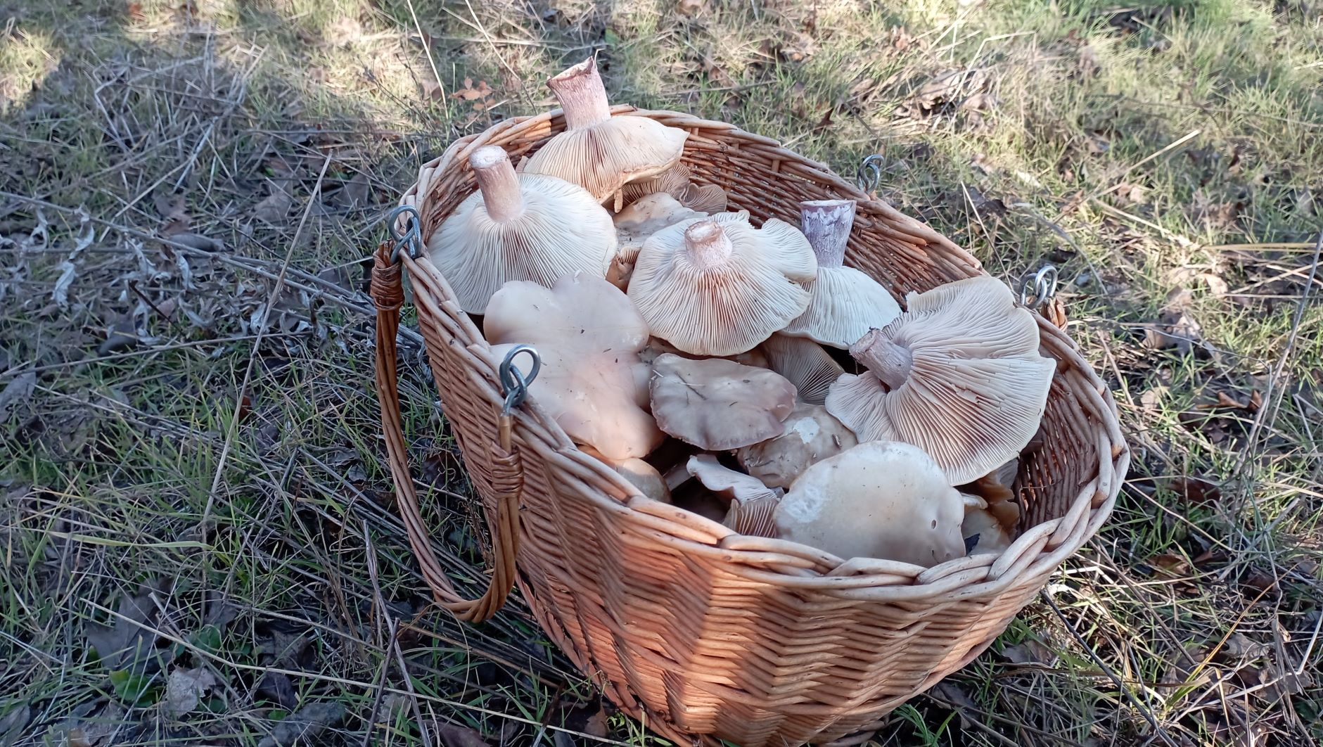 Открываем ГРИБНОЙ СЕЗОН 2023! Полная корзина 3 января! смотреть онлайн