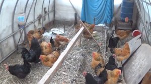 Куры зимой в Сибири в неотапливаемой теплице.