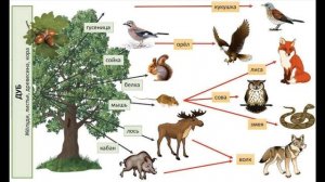 Окружающий мир 2 класс ч.1, тема урока "Невидимые нити", с.64-67, Школа России