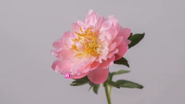 АФФИРМАЦИИ АФРОДИТЫ 👑ЖЕНСТВЕННАЯ И  КРАСИВАЯ УСИЛИВАЕТ ЖЕНСКИЙ МАГНЕТИЗМ🌹