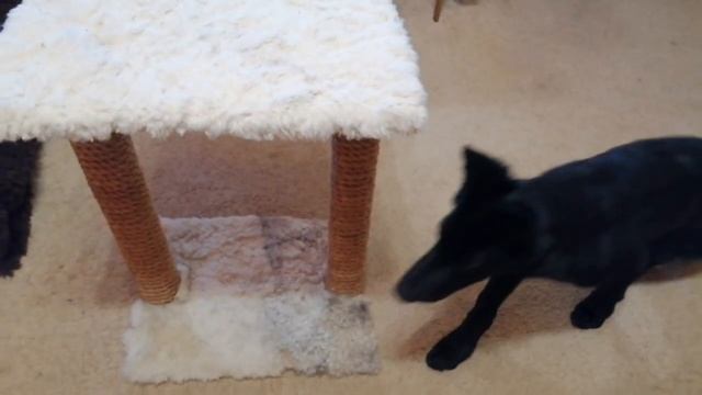 Ни одной копеечки и рубля!!! Мастер-класс! Домик для кошечки уютный! Пушистый! Своими руками! смотреть онлайн