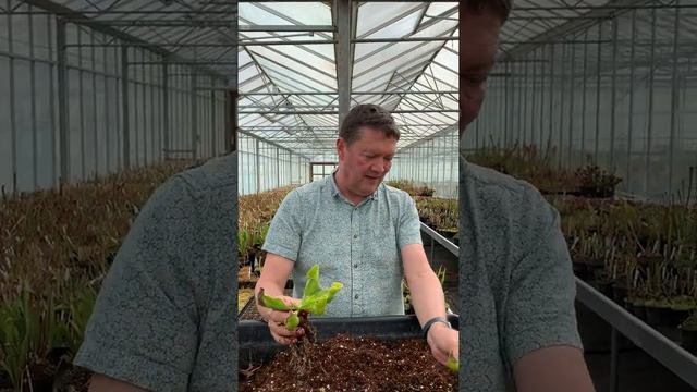 Potting Sarracenia purpurea смотреть онлайн