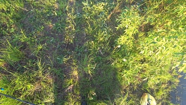 Линь и Карась на удочку. Вечерняя рыбалка на поплавок. смотреть онлайн
