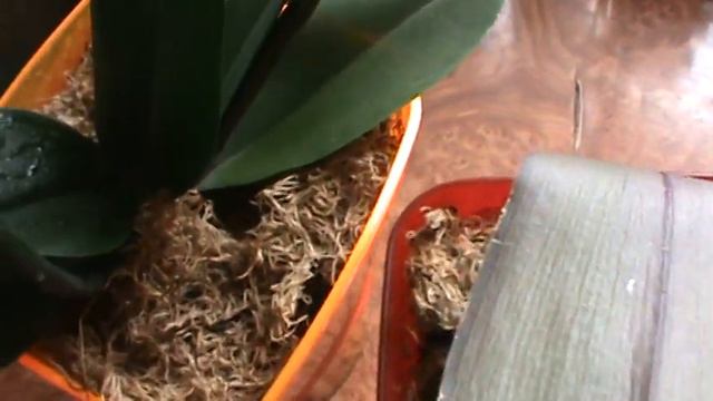 Мої орхідеї Як легко позбутися мучнистого червеца та інших шкідників САЛІЦИНОВА КИСЛОТА смотреть онлайн