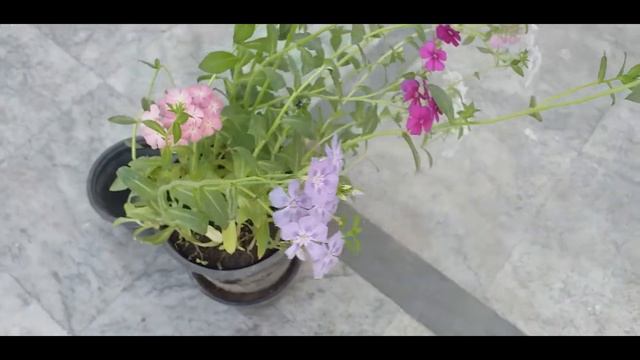 how to grow, plant & care for PHLOX flowering plant смотреть онлайн