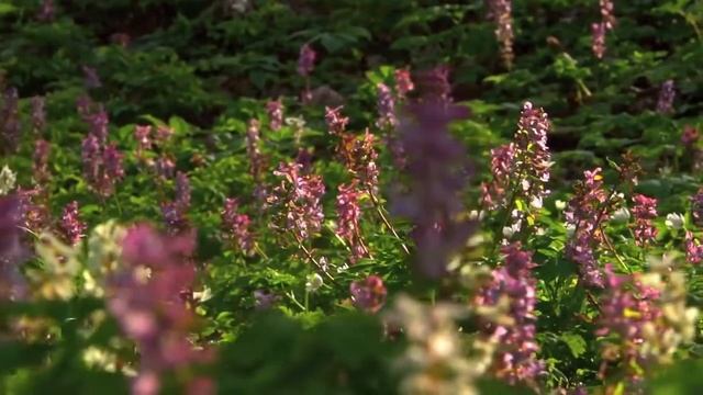 A Harvest Of Thanksgiving (With Lyrics)