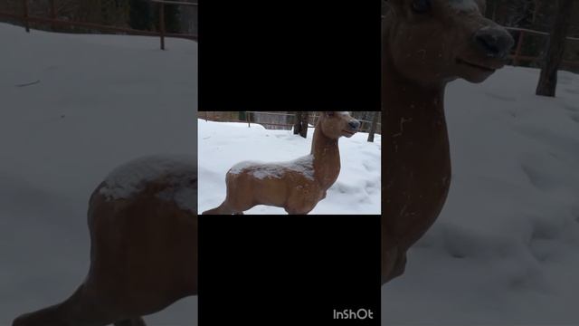 с. Серпиевка. Отмечаем день рождения на "Тропе Сказок ". смотреть онлайн