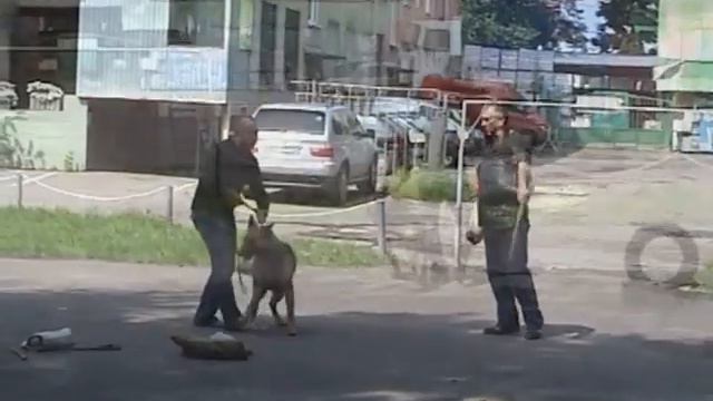 Дресирування собак у Львові 0638700373.Защитная служба. смотреть онлайн