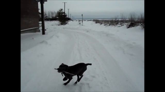 Моя Багира гуляет зимой, совсем не боится мороза! смотреть онлайн