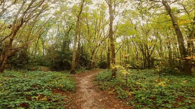 Autumnal Colors #fallcolors #autumncolours #woodland #asmr #asmrmusic смотреть онлайн