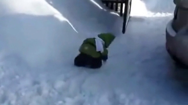 Обезьянка Иван акклиматизируется в России