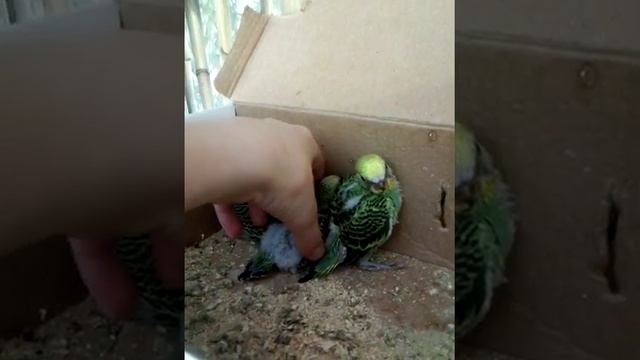 Уже подросшие маленькие волнисиые попугайчики смотреть онлайн