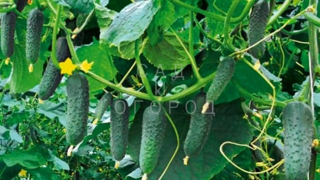 Рыбная мука - Подкормка для огурцов | Fish Meal-Top Dressing For Cucumbers