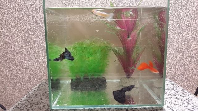 4 вида гуппи. Чистая линия. Малахит, черный монах, алая, белая. смотреть онлайн