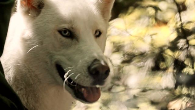 ВЫ НЕ ПОВЕРИТЕ!!! НО ЭТО - ХАСКИ. ШИКАРНЫЕ КАДРЫ ХАСКИ. Hasky/fanny dog/cute dog/ смотреть онлайн