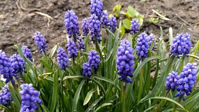 Мускари - нежнюля! Пишное цветение мускари! смотреть онлайн