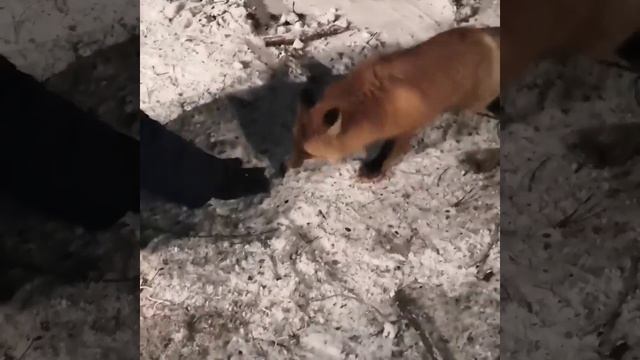 Лиса не боится людей, ест с рук! смотреть онлайн