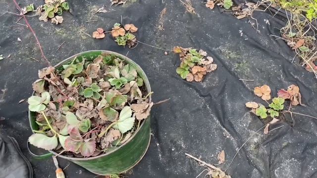 Клубника Весенние работы на грядке | Простые советы для хорошего урожая смотреть онлайн