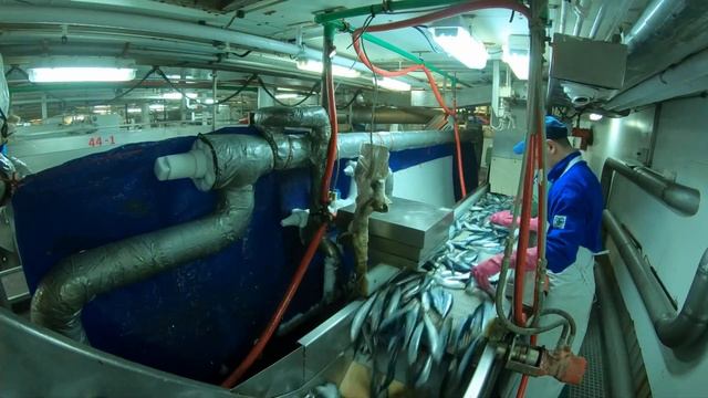 краткое ознакомительное видео по полному циклу добычи о обработки рыбы на судне МРКТ смотреть онлайн