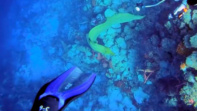 GREAT BLUE HOLE: Scuba Diving Magnificent BELIZE! смотреть онлайн