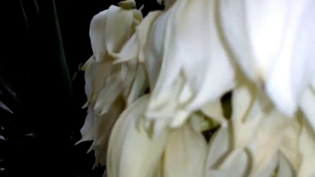 Цветущий Сочи. смотреть онлайн