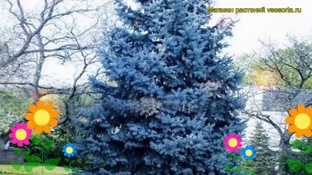 Ель голубая. Краткий обзор: Ель голубая описание характеристик, где купить саженцы picea pungens смотреть онлайн