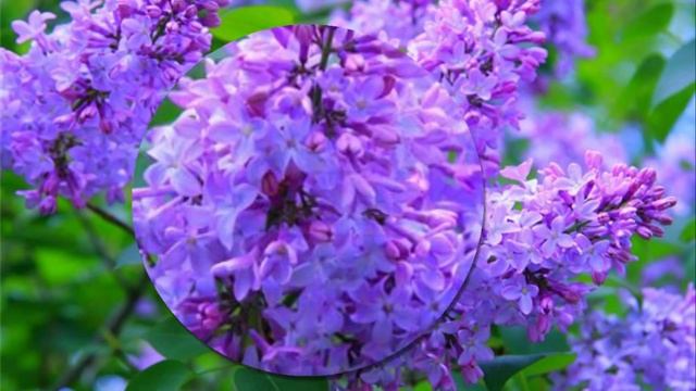 Расцвела сирень, черемуха в саду Вот это песня!!! смотреть онлайн