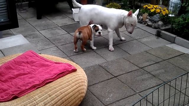 Bulldog vs Bull terrier смотреть онлайн