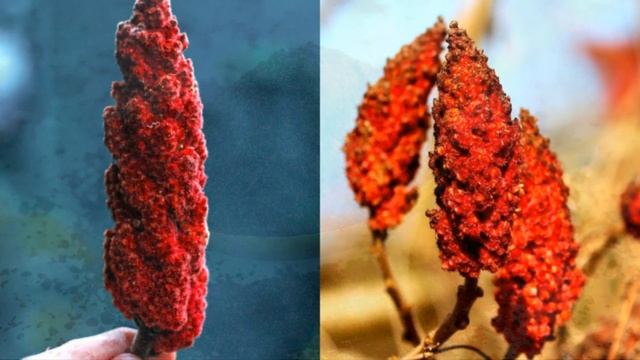 ЭФФЕКТНЫЙ И НЕПРИХОТЛИВЫЙ КУСТАРНИК КРАСИВЫЙ КРУГЛЫЙ ГОД смотреть онлайн