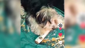 Ну Мёд, Мёд, Ну Медятина - Откуда МЕМ?