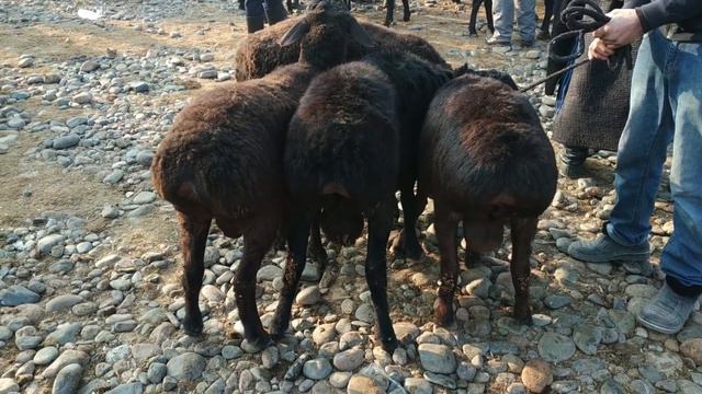 МОЛ БОЗОРИ РЕГАР шанбе бозор нархи гусфандхо арзон ва букачахо 07 декабр смотреть онлайн
