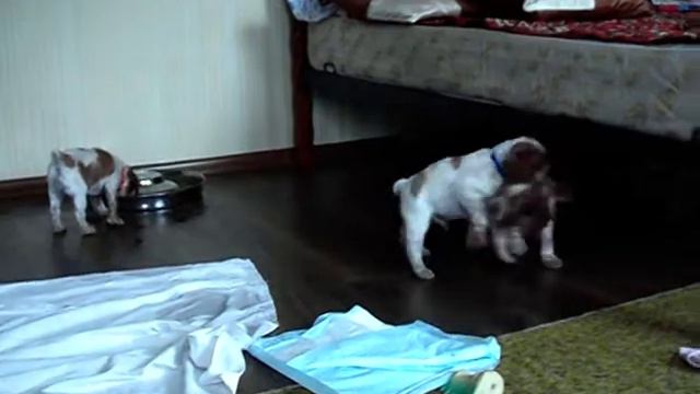 Маленькие Эпаньол Бретончики) смотреть онлайн