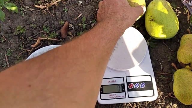 Груша Дельбарью. Врожай 2021. смотреть онлайн