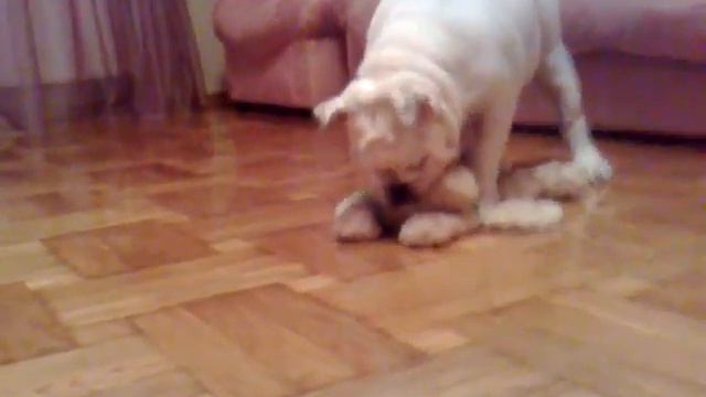 Щенок бульдога смотреть онлайн