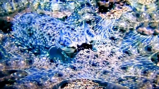 осьминог и богомол смотреть онлайн