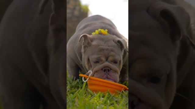 Beastmode Bulldogs —This girl Lexus ? 35 pounds full grown: Video @tru_xoticzllc#beastmodebulldogs смотреть онлайн