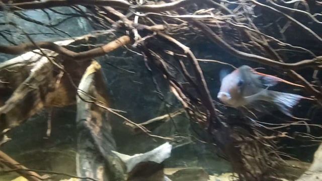 Геофагусы смотреть онлайн