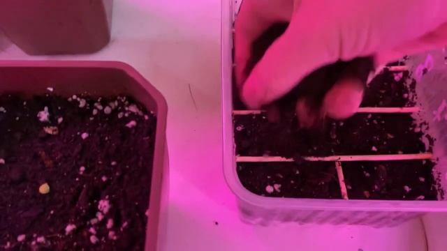 Посев семян томатов перцев с кипятком.