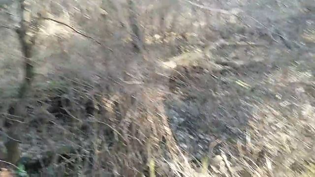 Daily Nature Walk: Lonicera periclymenum, Corylus avellana, Hedera helix... and some philosophy смотреть онлайн